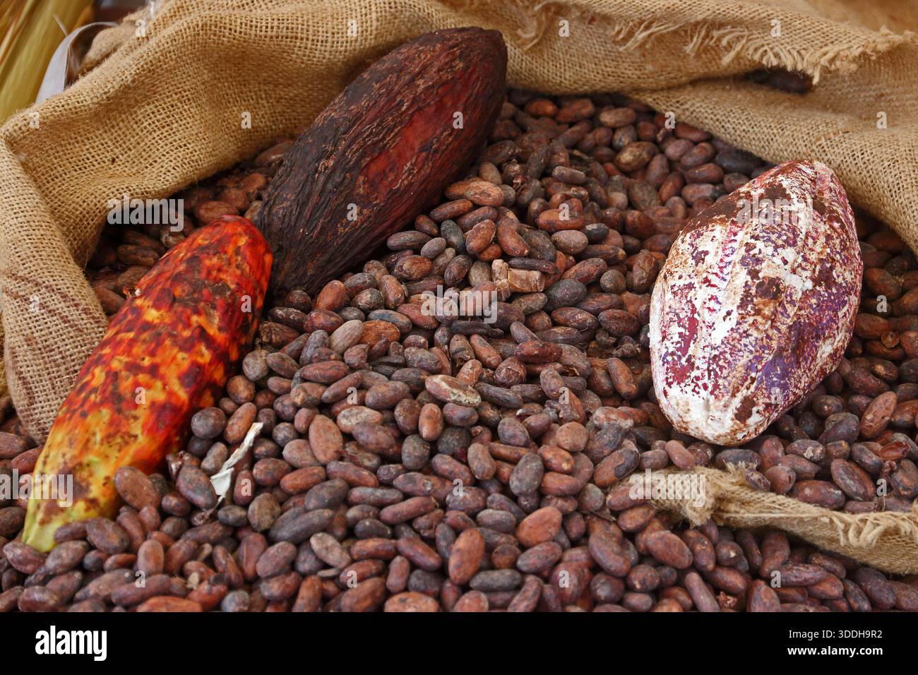 Cialde di cacao e fagioli di cacao Foto Stock