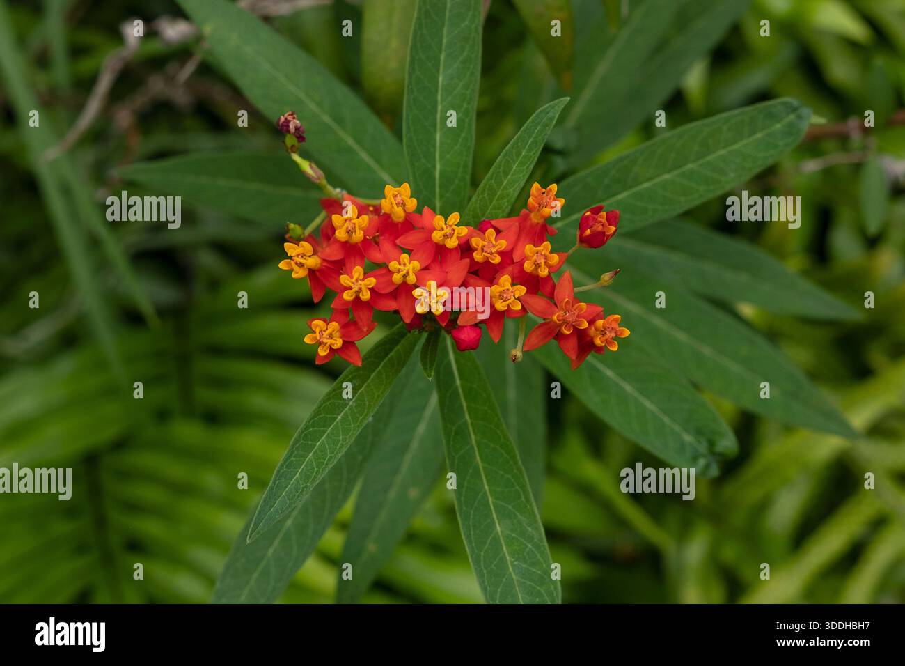 Vibrante fiore rosso e giallo di alghe del latte, noto anche come Asclepias syriaca, una pianta tropicale amata dalle farfalle monarca, che fornisce nettare essenziale Foto Stock