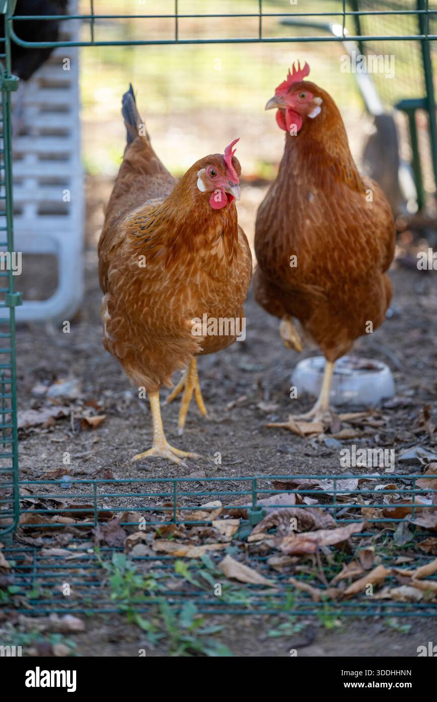 I polli domestici escono dalla loro cooperativa per salutare i visitatori. Foto Stock