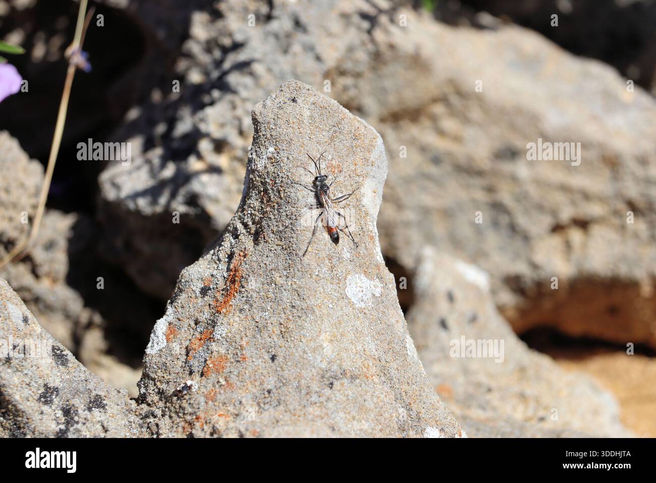 Tyde's Sand Wasp (Podalonia tydei) su roccia calcarea, Australia meridionale Foto Stock