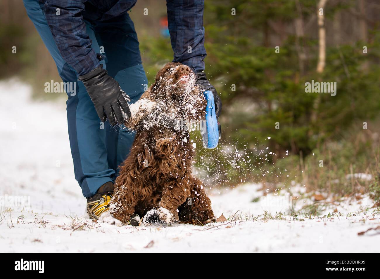 Divertente Cocker Spaniel inglese che si scossa dalla neve mentre gioca all'aperto con il suo proprietario in inverno. Felice cocker spaniel bruno che si gode una passeggiata innevata. Foto Stock