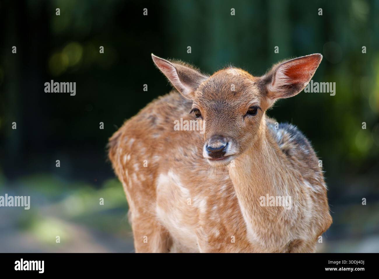 Un giovane cervo nella riserva naturale di Willowbank Foto Stock