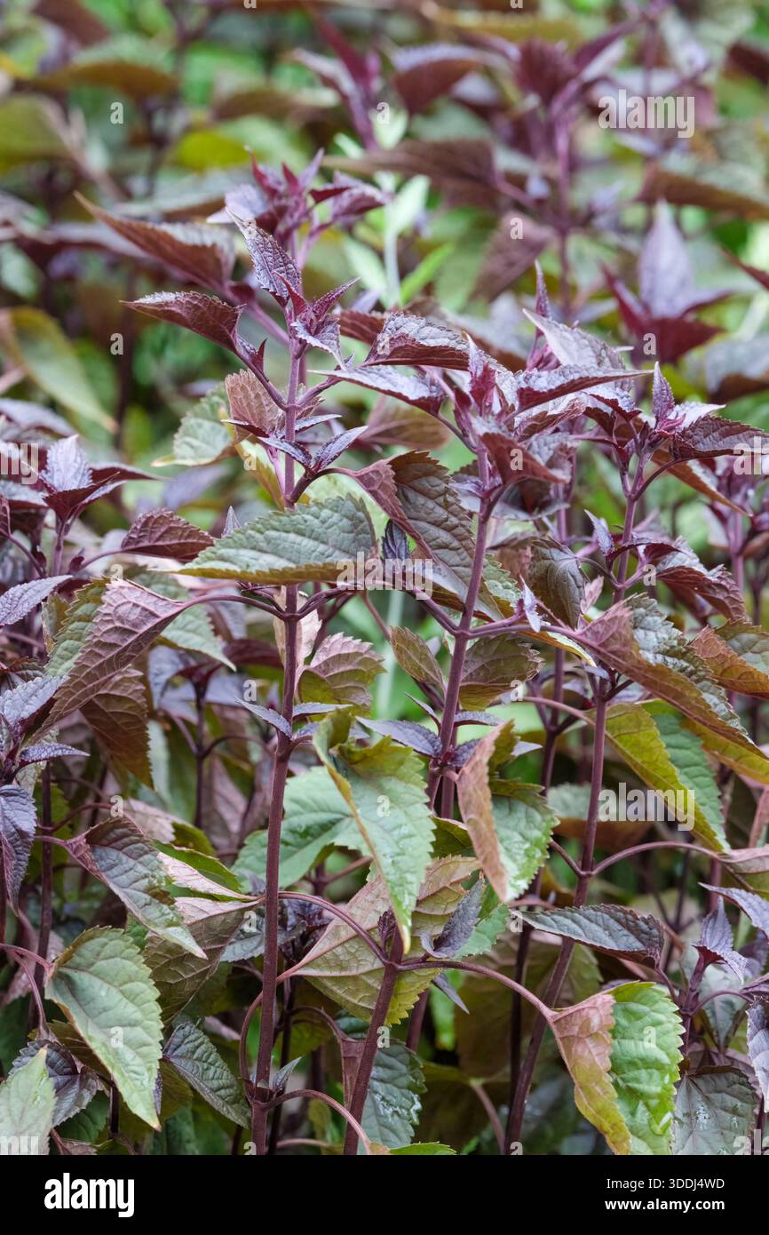 Ageratina altissima Chocolate, Eupatorium Chocolate, Snakeroot Chocolate, gambi viola, fogliame color cioccolato, Foto Stock