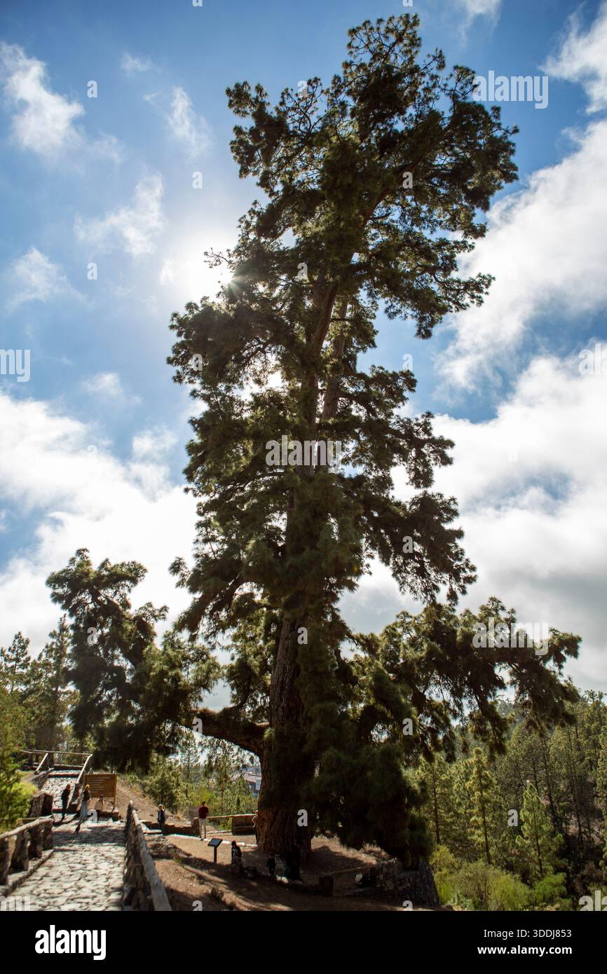 Il maestoso Pino Gordo, un gigante torreggiante di un pino (Pinus canariensis) vicino al villaggio di Vilaflor de Chasna a Tenerife Foto Stock