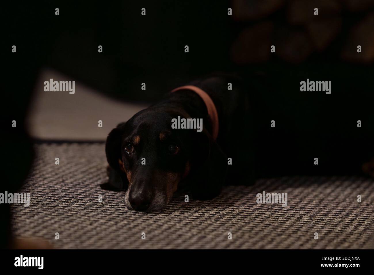 Ritratto in condizioni di scarsa illuminazione di un dachshund con occhi espressivi che riposano all'interno. Primo piano spettacolare di un dachshund senior in ombre tenui. Foto Stock