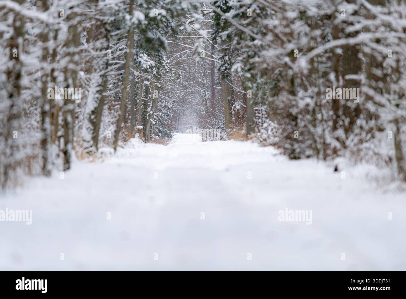 Un tranquillo sentiero boschivo coperto di neve scompare tra gli alberi densi e carichi di gelo del Parco Nazionale di Bialowieza durante una tranquilla mattinata invernale in Polonia Foto Stock