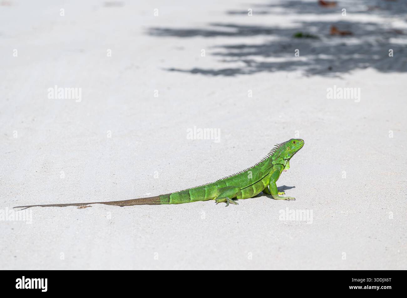 Iguana verde in piedi sulla sabbia al sole a Miami Beach, Florida Foto Stock