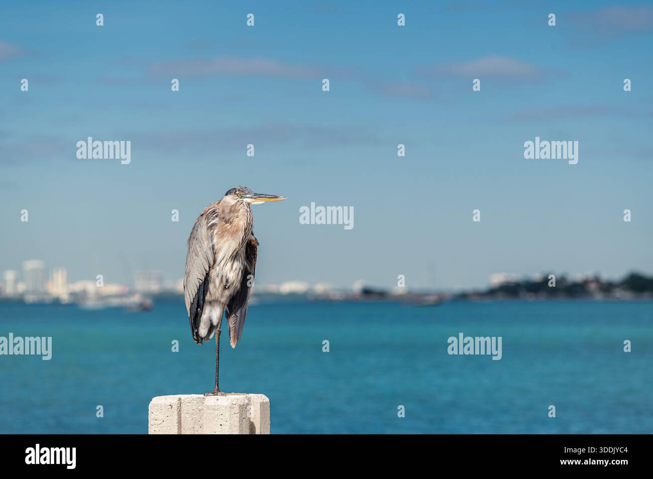 Aironi grigi in piedi su una gamba di fronte all'oceano Atlantico, Cape Florida, Key Biscayne, Florida Foto Stock