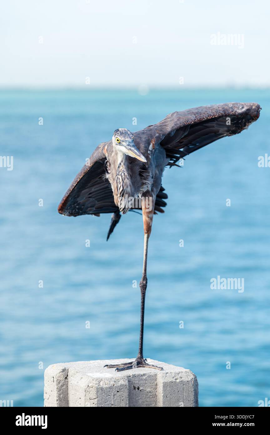 Airone grigio in piedi su una gamba di fronte all'oceano Atlantico, ali a metà, Key Biscayne, Florida (formato verticale) Foto Stock
