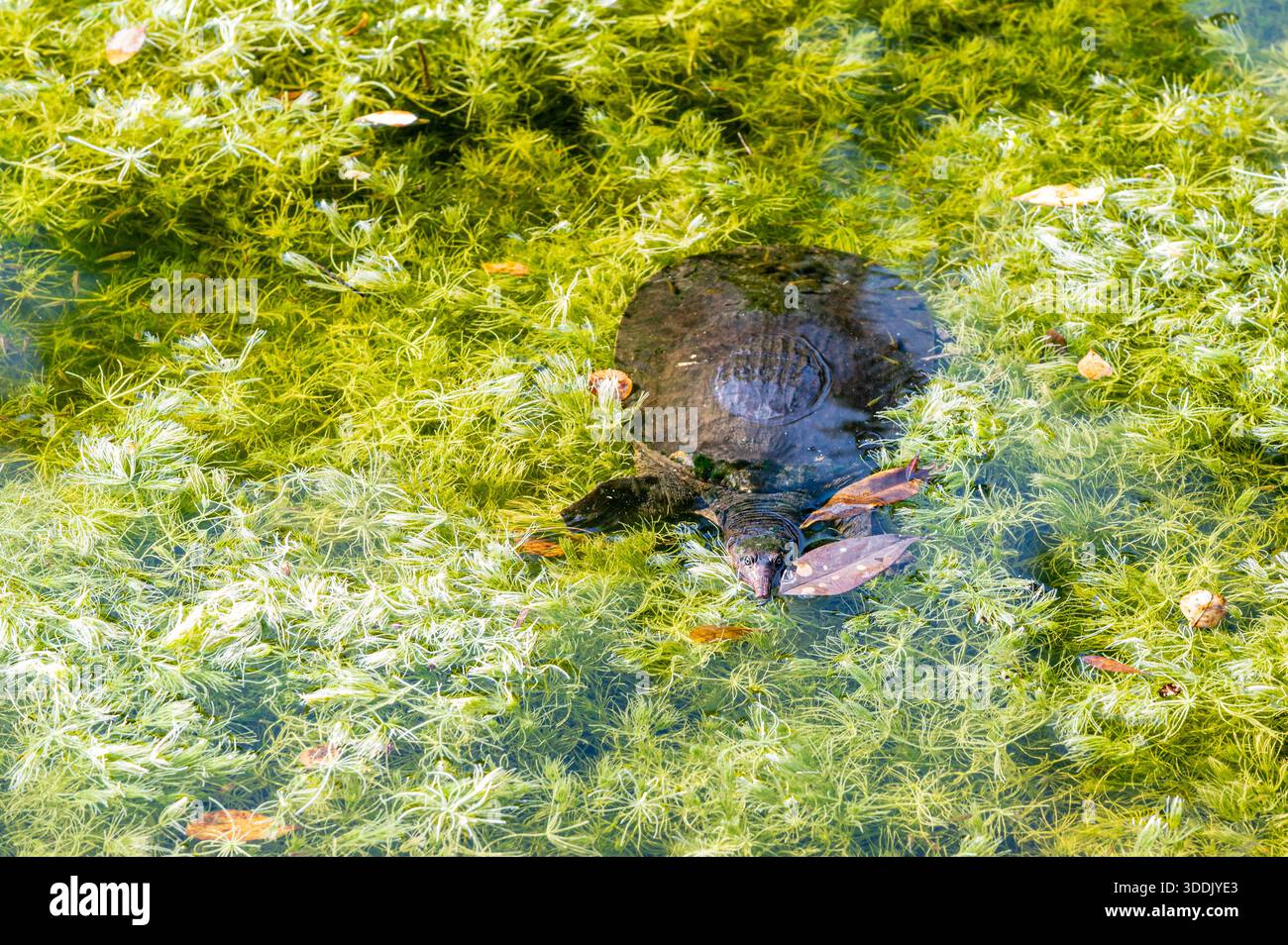 Tartaruga dalle conchiglie morbide che nuotano in acque poco profonde nel Quiet Garden, Crandon Park, Key Biscayne, Florida Foto Stock