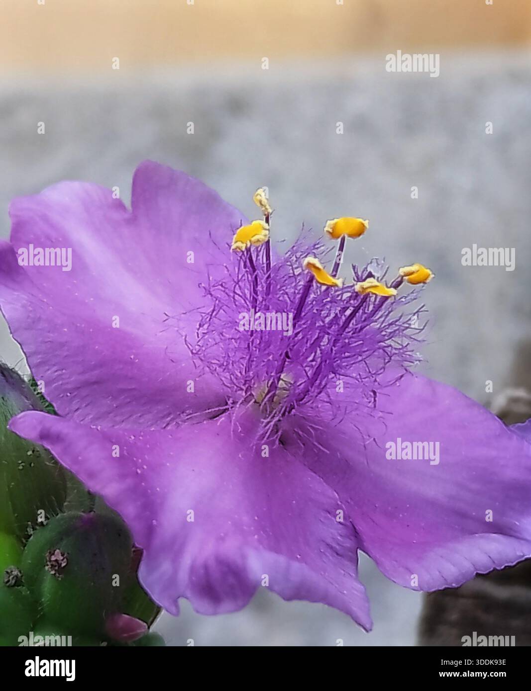 Spiderwort Foto Stock