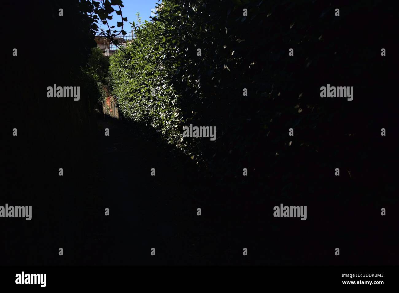Passaggio parzialmente all'ombra delimitato da una parete strisciante con edera al sole Foto Stock