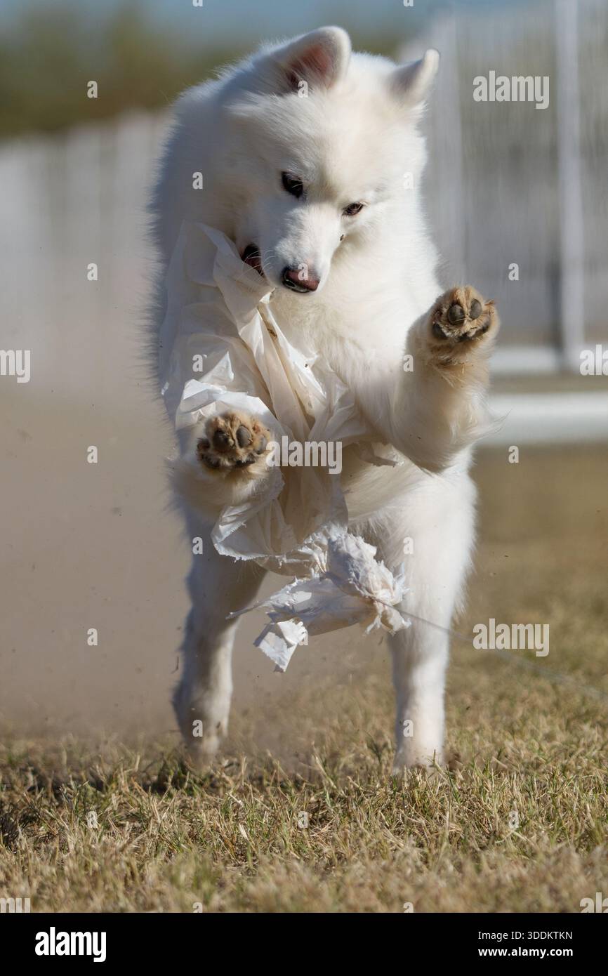 Samoyed husky sulle zampe posteriori mentre cattura una linea di richiamo alla fine di una corsa veloce per gatto Foto Stock