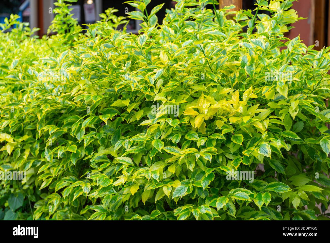 Uno scatto ravvicinato di un vivace arbusto dorato di duranta erecta che mostra le sue ricche foglie verdi e gialle variegate. Foto Stock