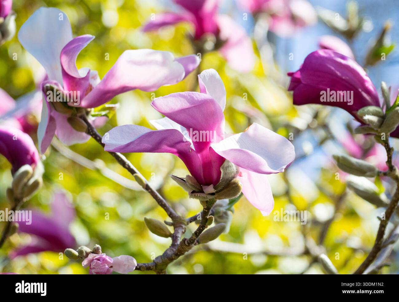 I fantastici fiori di un albero di Saucer Magnolia (Magnolia x soulangeana) al Giardino Abkhazi di Victoria, British Columbia, Canada. Foto Stock