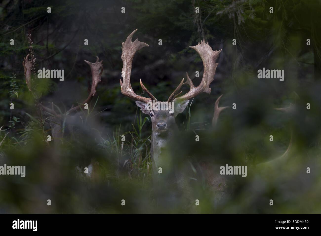 I cervi a riposo (Dama dama) viaggiano ancora insieme, ma al più tardi tra tre settimane diventeranno rivali nella Rut, Feistzeit, Germania Foto Stock