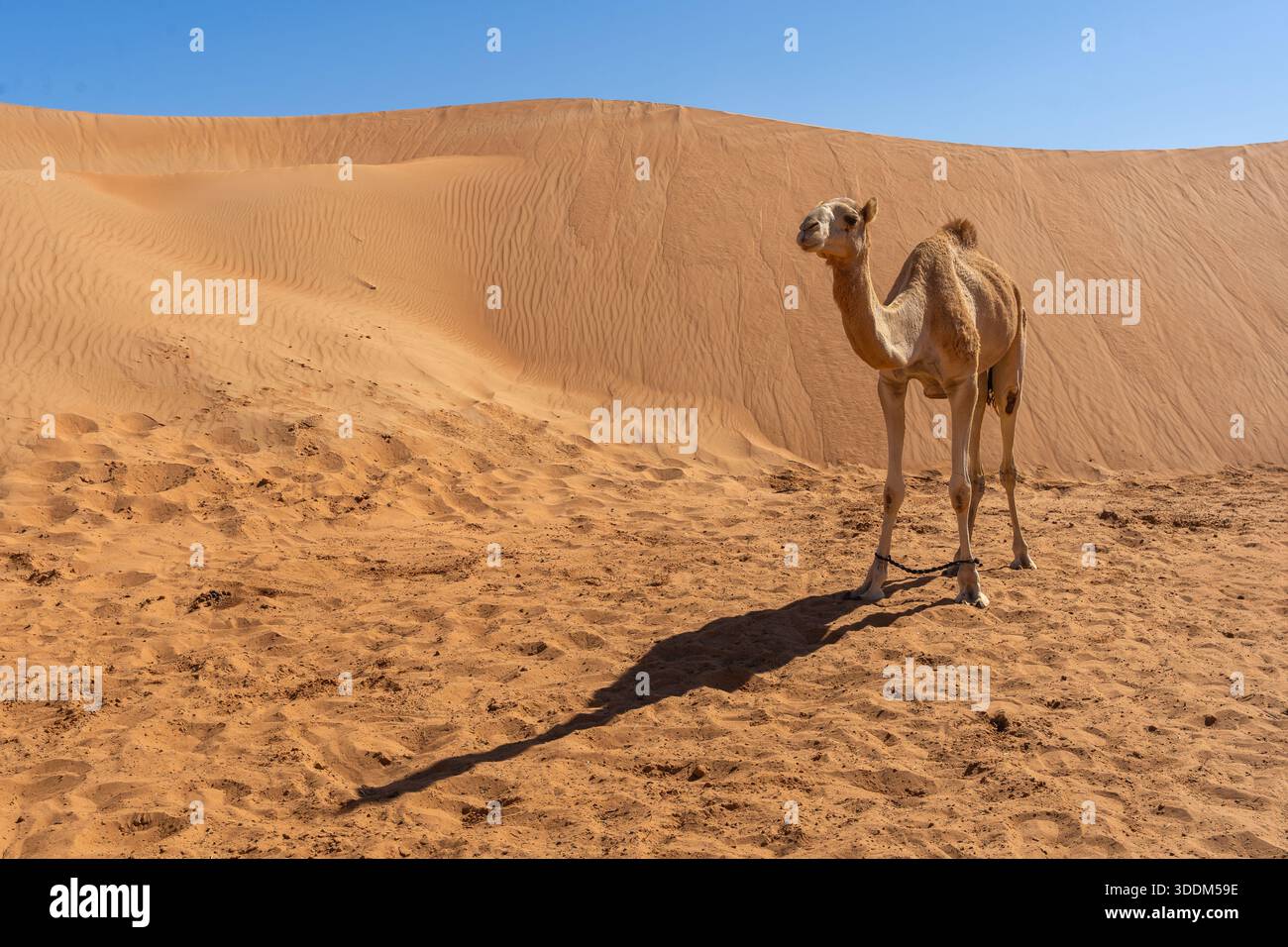 Cammello nel deserto, iconico animale del paesaggio arabo Foto Stock