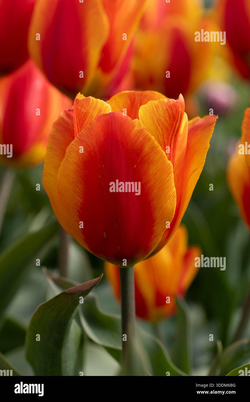 Fiore di tulipani di Tulipa Flair che fiorisce in primavera, pianta perenne della famiglia delle Liliaceae. Foto Stock