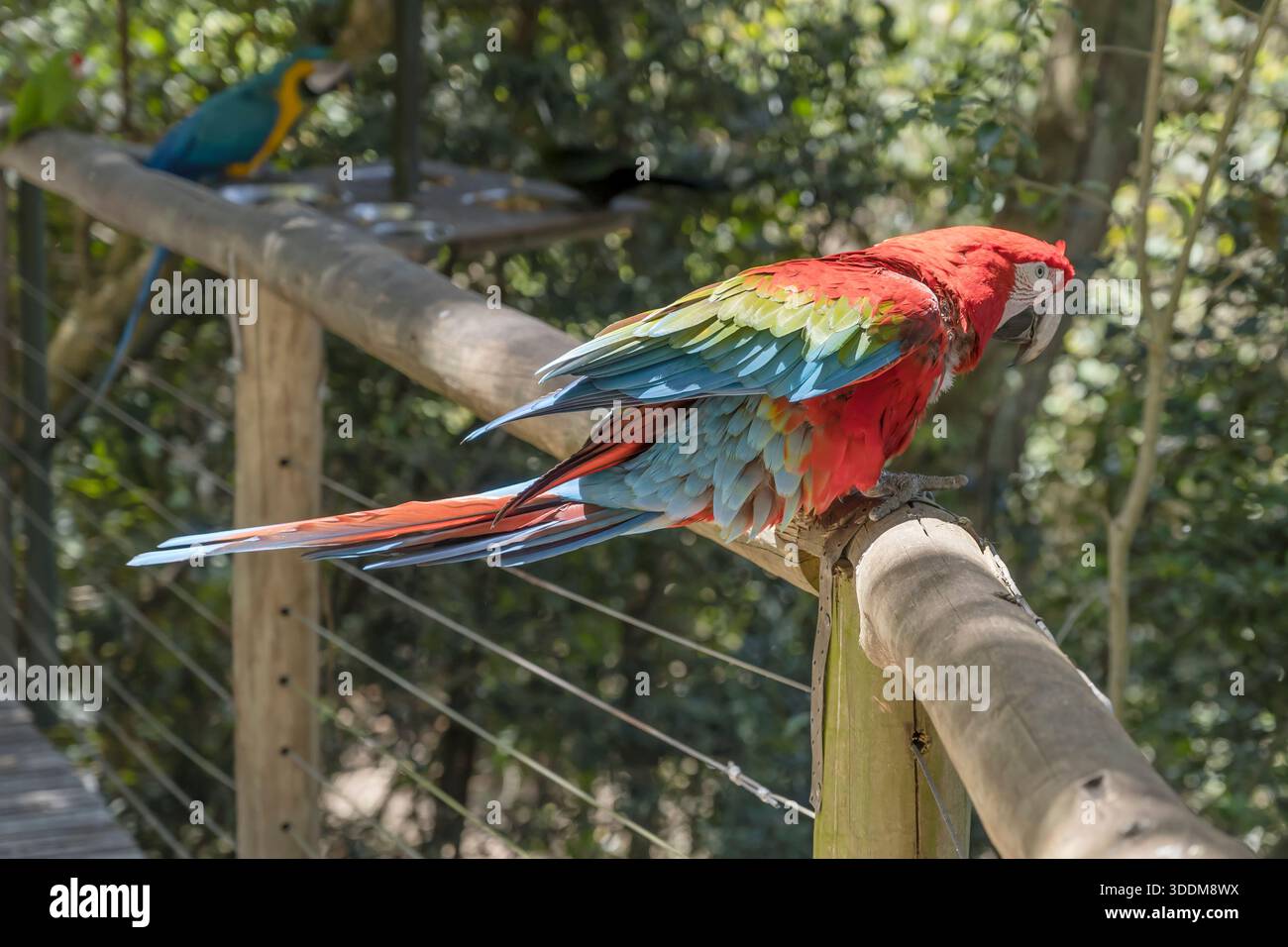 Uccello di Macaw con ali verdi sul recinto del parco ornitologico, sparato con la luce della primavera nella baia di Plettenberg, Capo Occidentale, Sud Africa Foto Stock