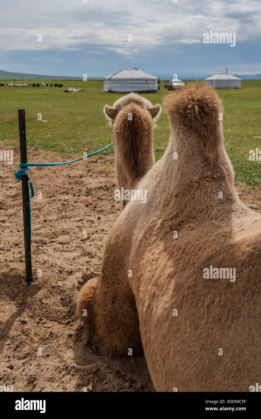Cammello battriano che riposa su Sandy Ground nel paesaggio mongolo delle steppe Foto Stock