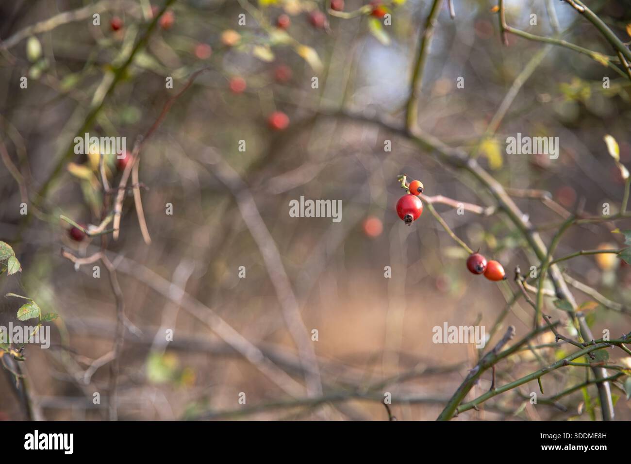 Rosa rossa fianchi su rami spinosi con foglie autunnali gialle fondo naturale Foto Stock