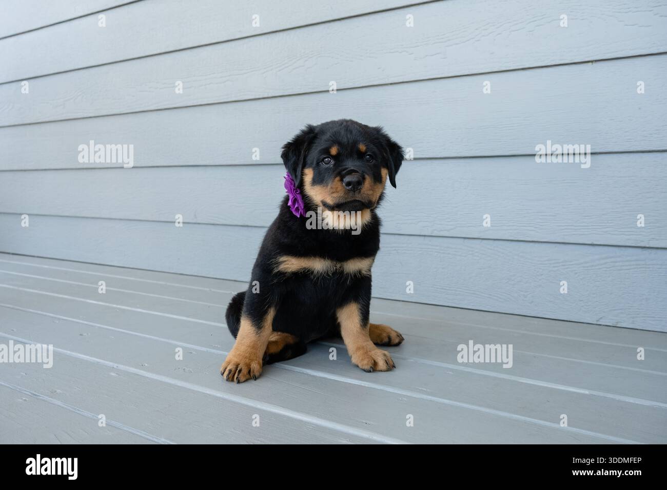 Il cucciolo di Rottweiler attento e prezioso si siede pazientemente per un regalo per il cane Foto Stock