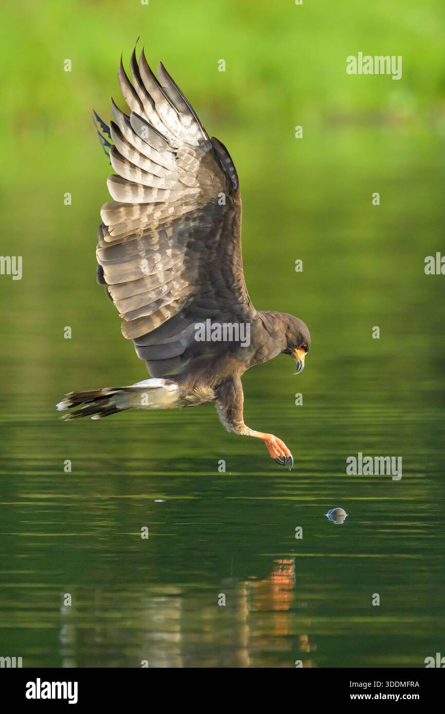 Lumaca, aquilone, caccia alla mela, lumaca Foto Stock