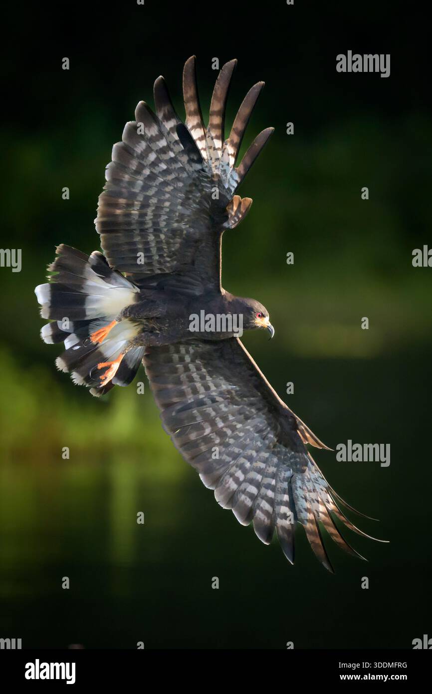 Snail Kite Banking sul Canale di Panama Foto Stock