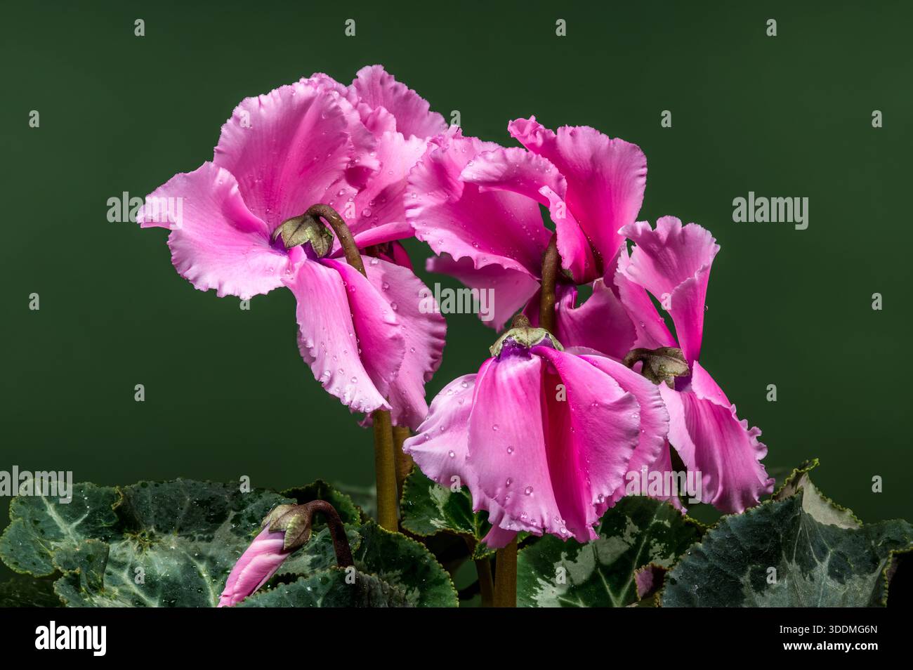Fiori persicum rosa vibrante Foto Stock