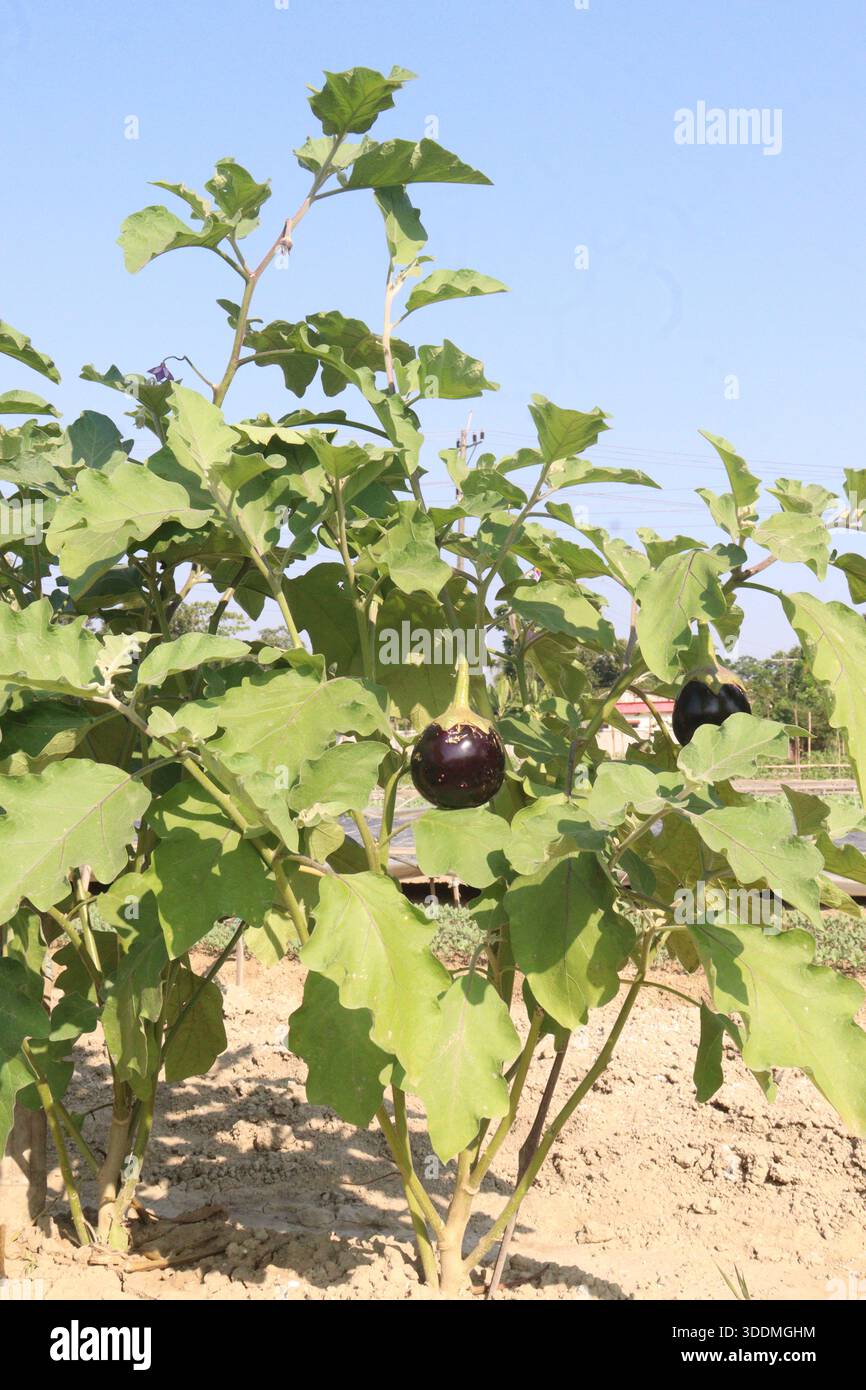 Piantine di Brinjal in sacco in azienda per il raccolto Foto Stock