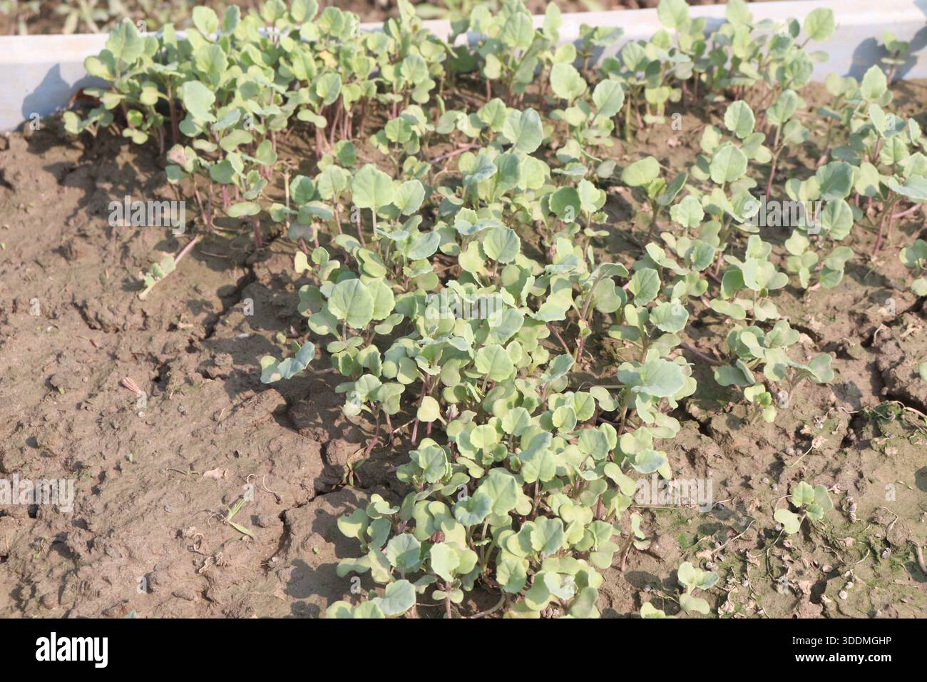 Piantine di Brinjal in sacco in azienda per il raccolto Foto Stock