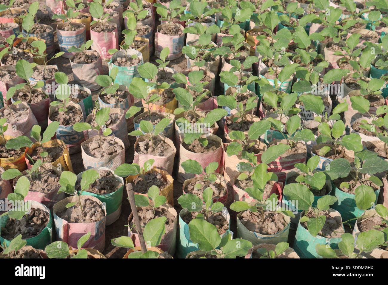 Piantine di Brinjal in sacco in azienda per il raccolto Foto Stock