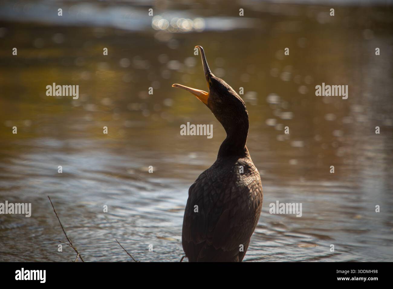 Ritratto di un grande cormorano che strizza mentre prende il sole sul fiume. Foto Stock