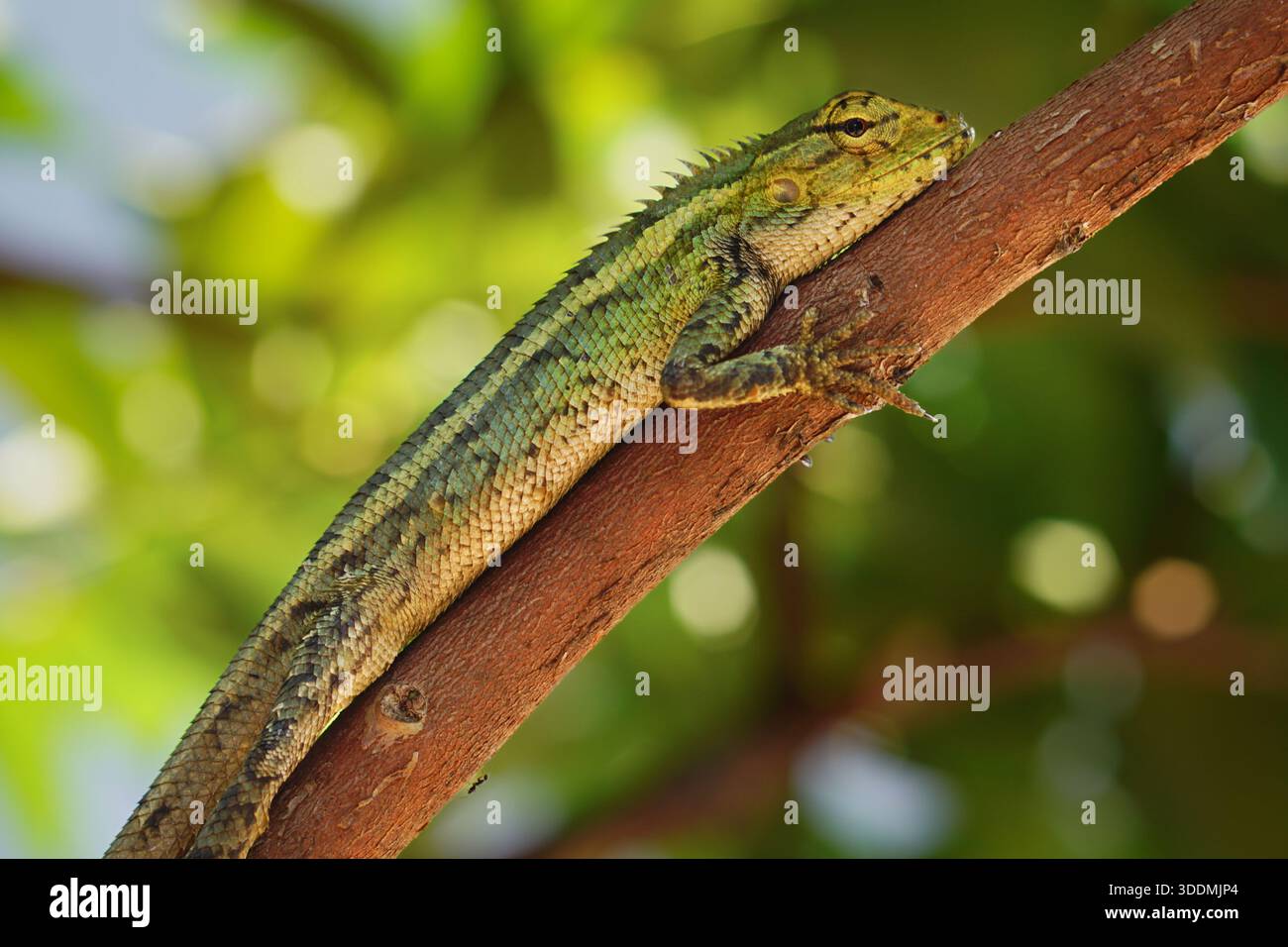 Immagine di alta qualità di una lucertola da giardino di agamide, Calotes versicolor, crogiolata su un ramo marrone con bokeh verde. Foto Stock