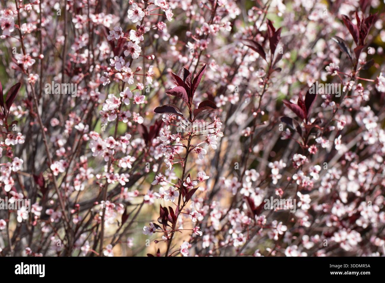 Purple Leaf Sand Cherry, ibrido Prunus x cistena, in fiore in primavera nello Utah. Foto Stock