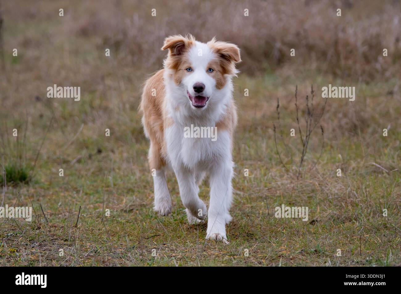 Collie di bordo Foto Stock