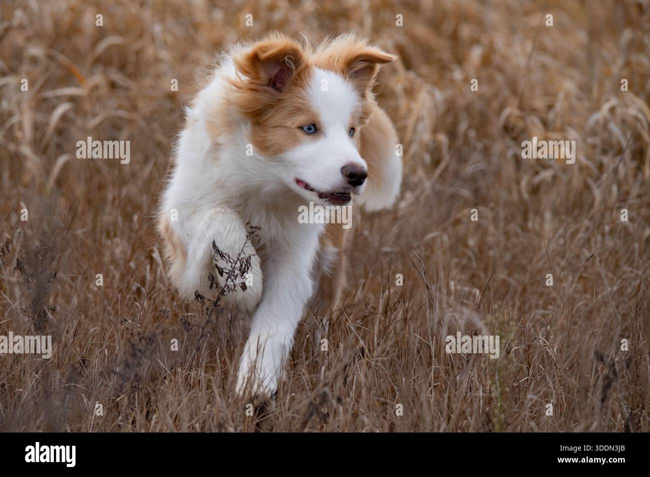 Collie di bordo Foto Stock