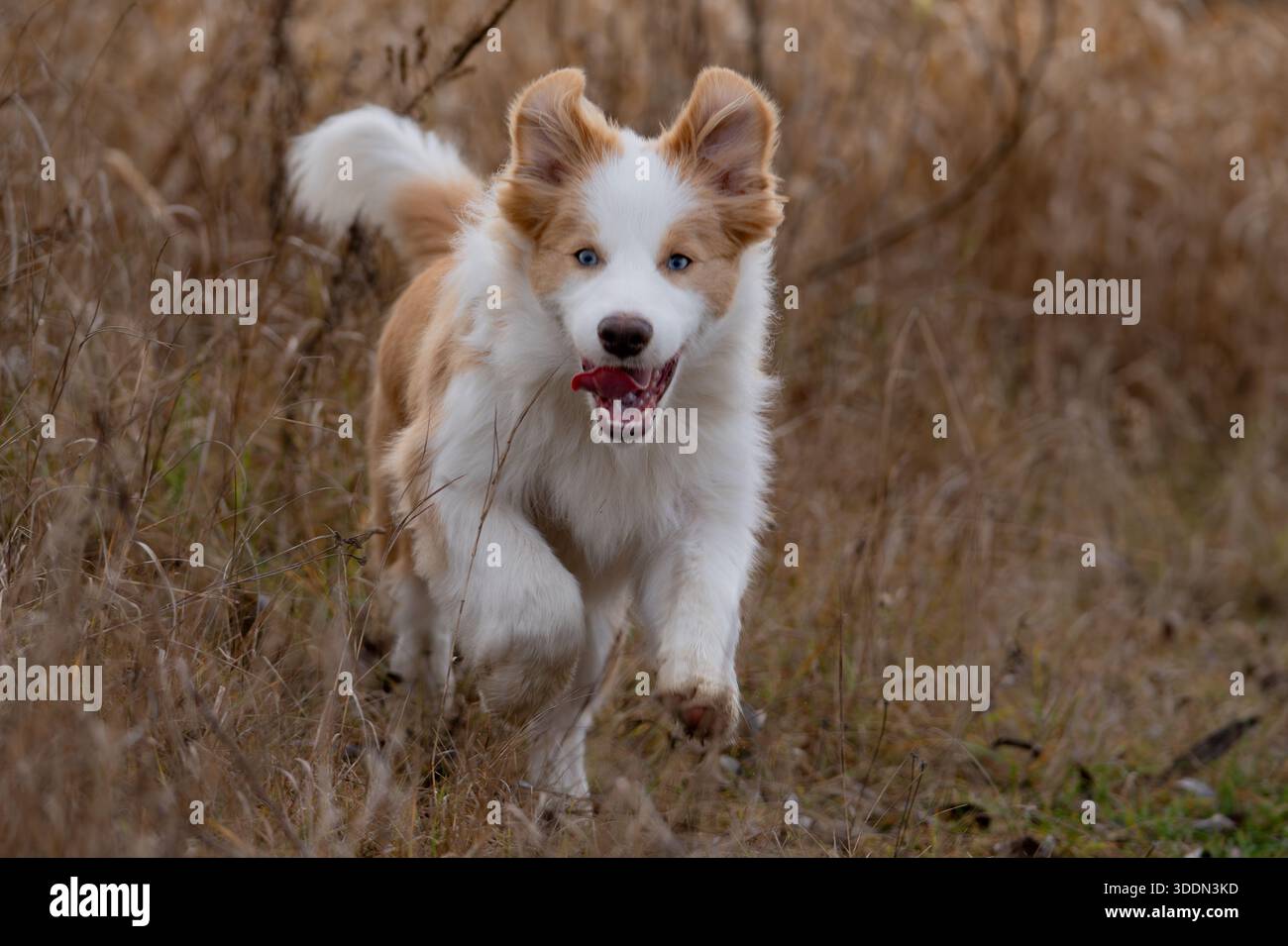 Collie di bordo Foto Stock
