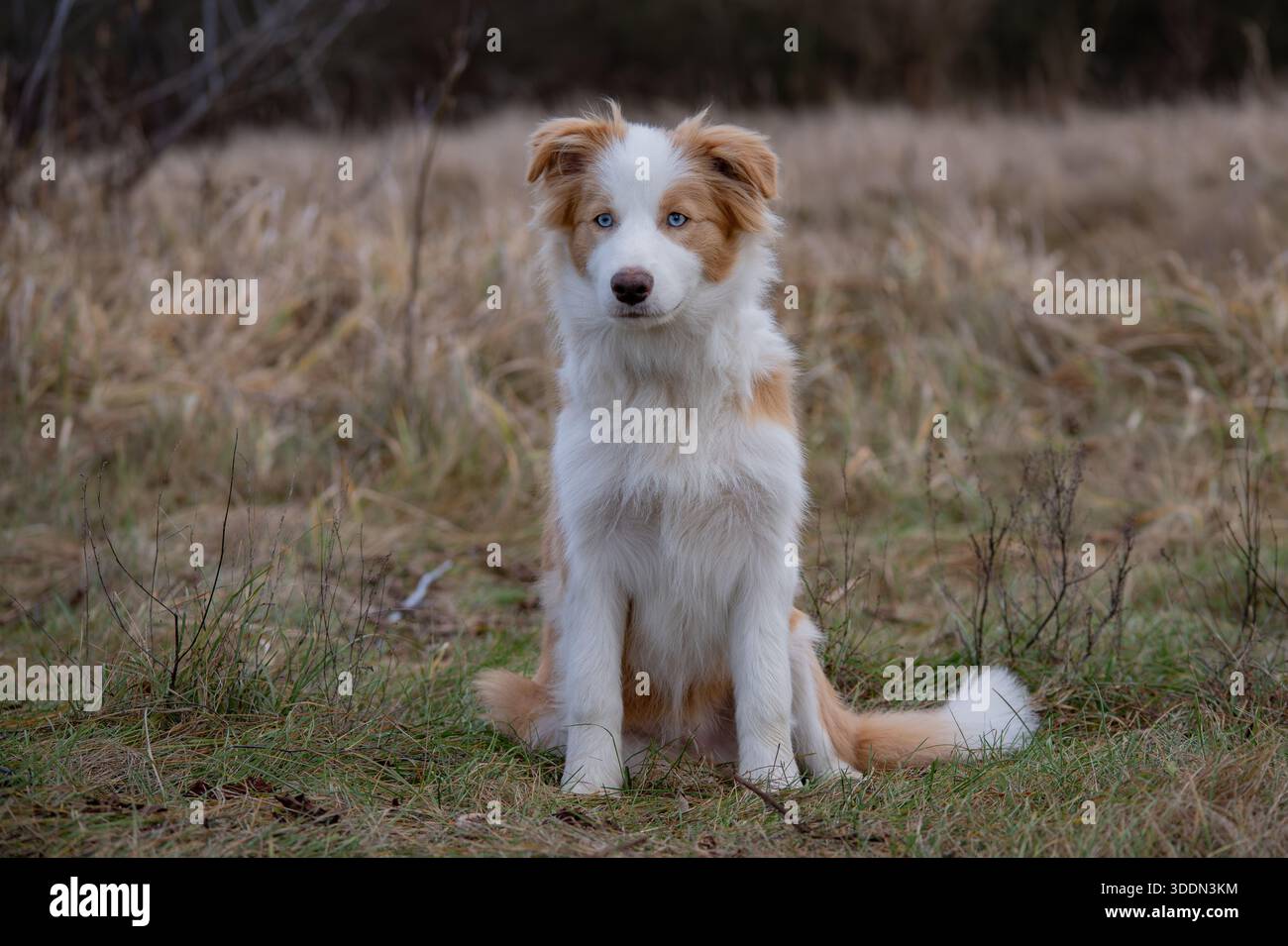 Collie di bordo Foto Stock