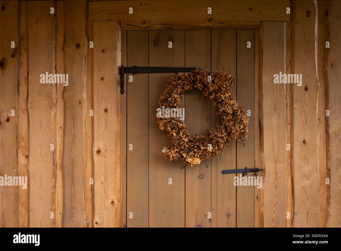 Rustica corona autunnale fatta di fiori di ortensia secchi appesi su una porta di legno. Ghirlanda di fiori secchi naturali che decora una porta in legno. Foto Stock