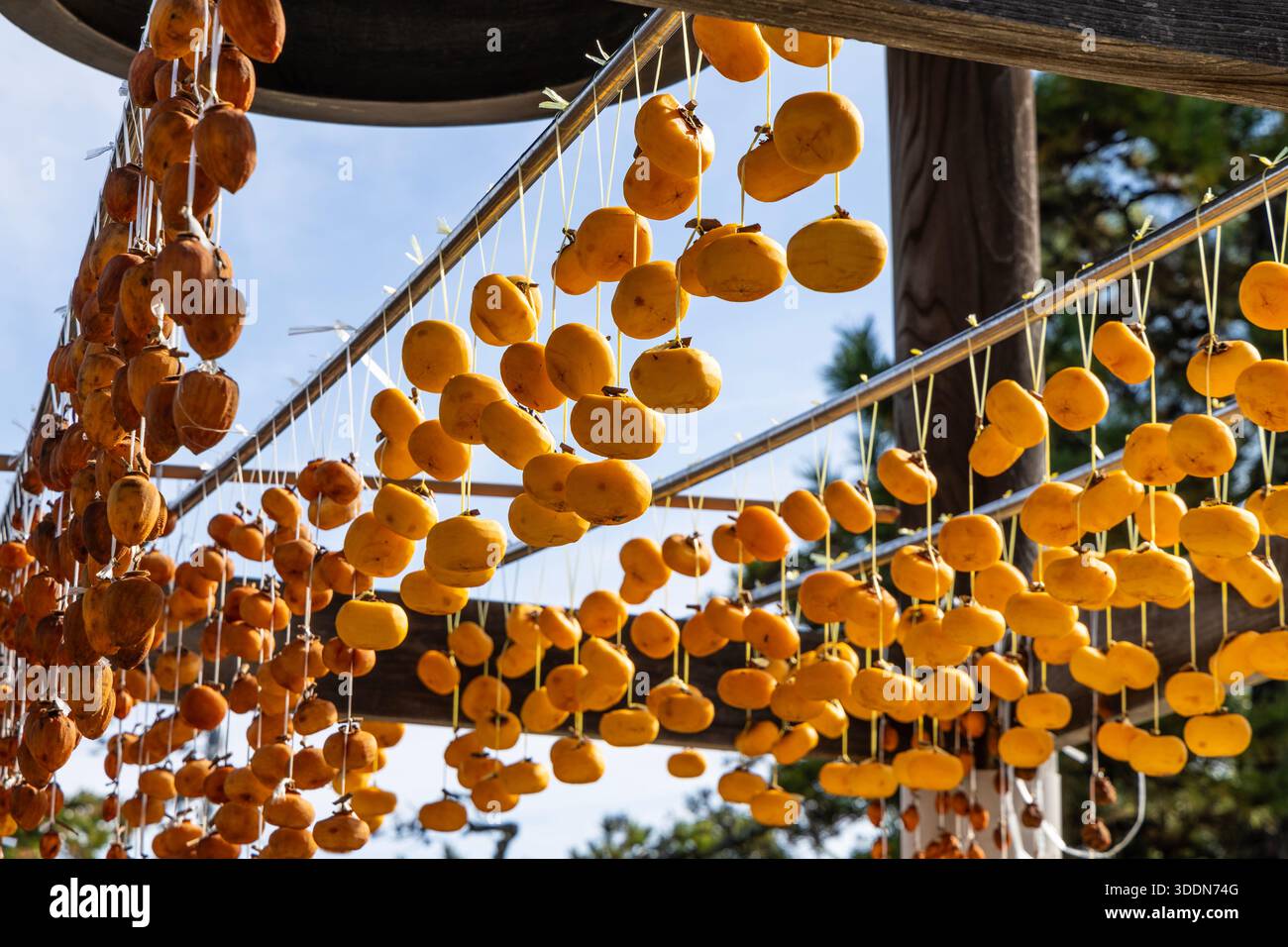 I Persimmons si sono appesi ad asciugare sullo shoro (edificio a campana) del Tempio Shodenji, villaggio Harie di Living Water, Takashima, Shiga, Giappone Foto Stock