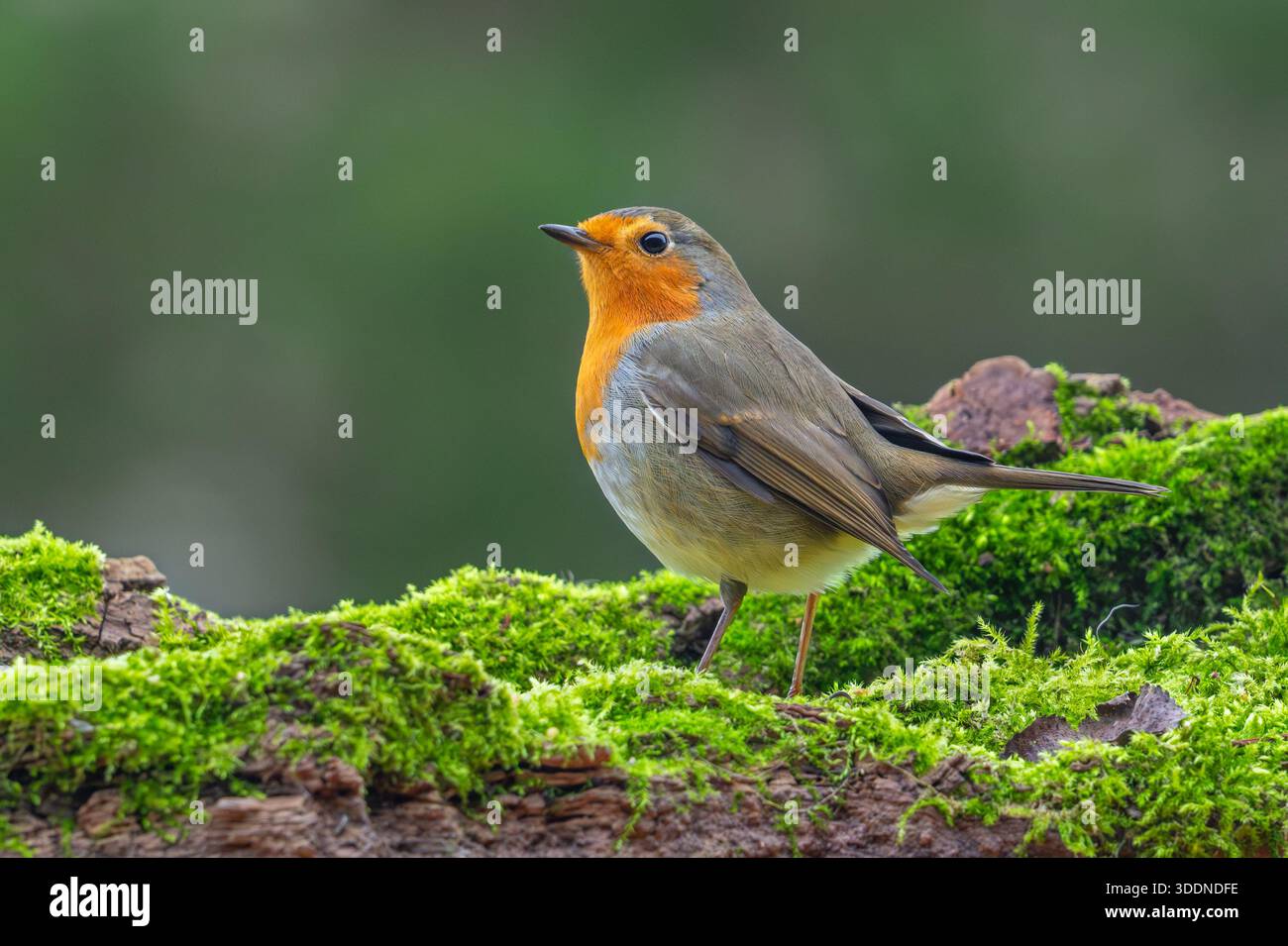 robin europeo (erithacus rubecula) arroccato su un albero caduto coperto di muschio in cerca di insetti e altri invertebrati nella foresta in inverno Foto Stock