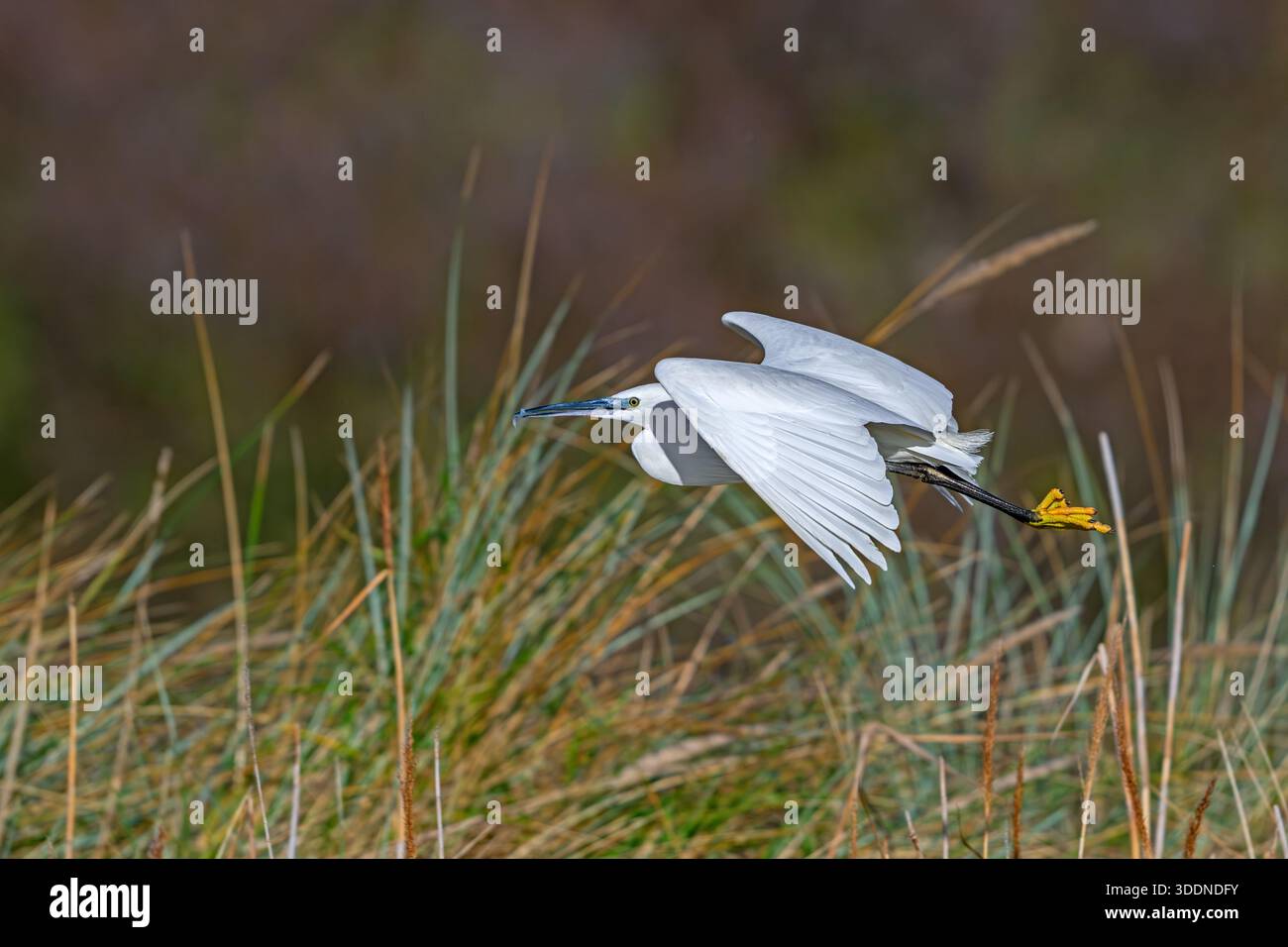 Piccola egretta (Egretta garzetta) che vola oltre il letto di canne nella zona umida costiera in inverno Foto Stock