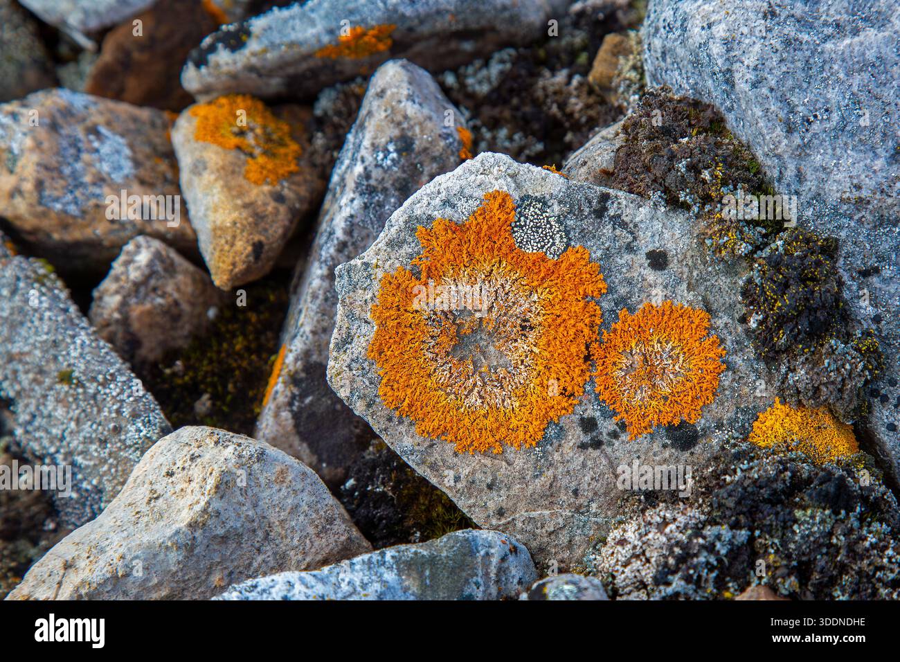 Elegante lichene solare (Rusavskia elegans / Xanthoria elegans) su roccia, Svalbard / Spitsbergen Foto Stock