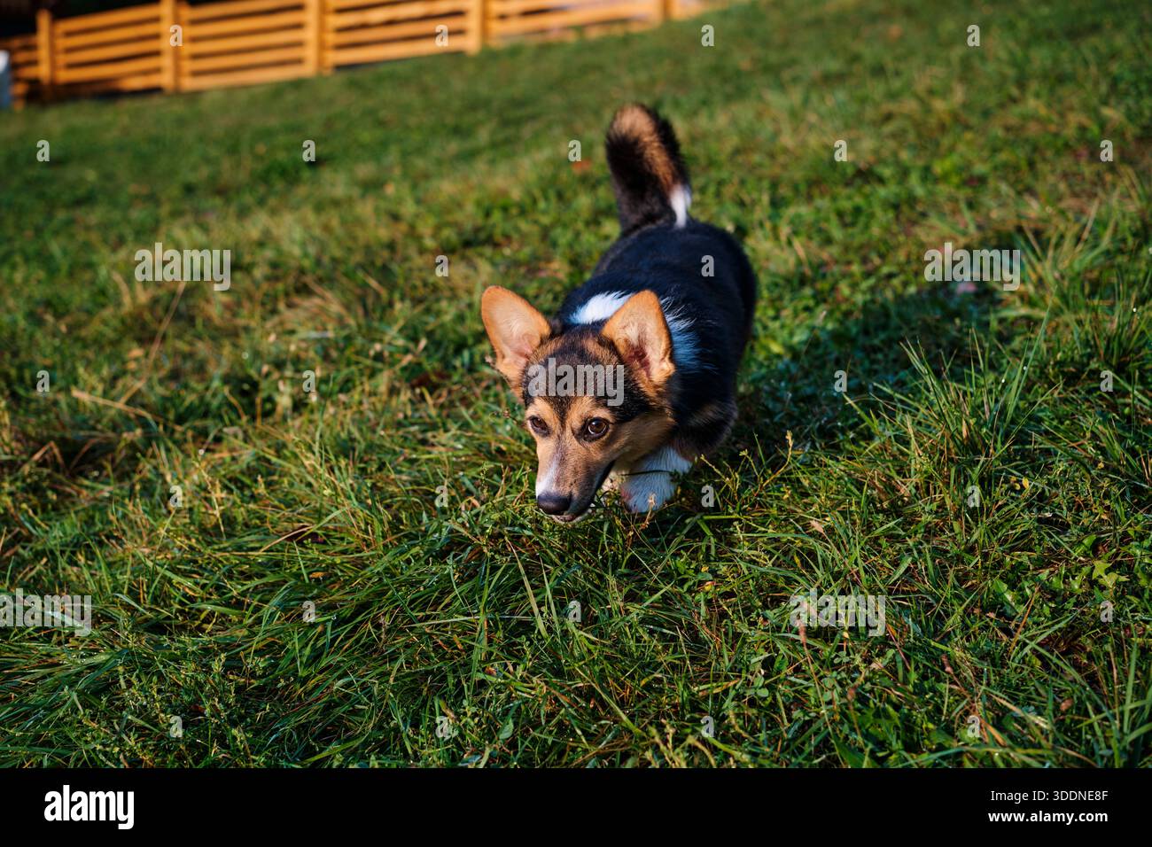 un cane corgi carino a fare una passeggiata Foto Stock