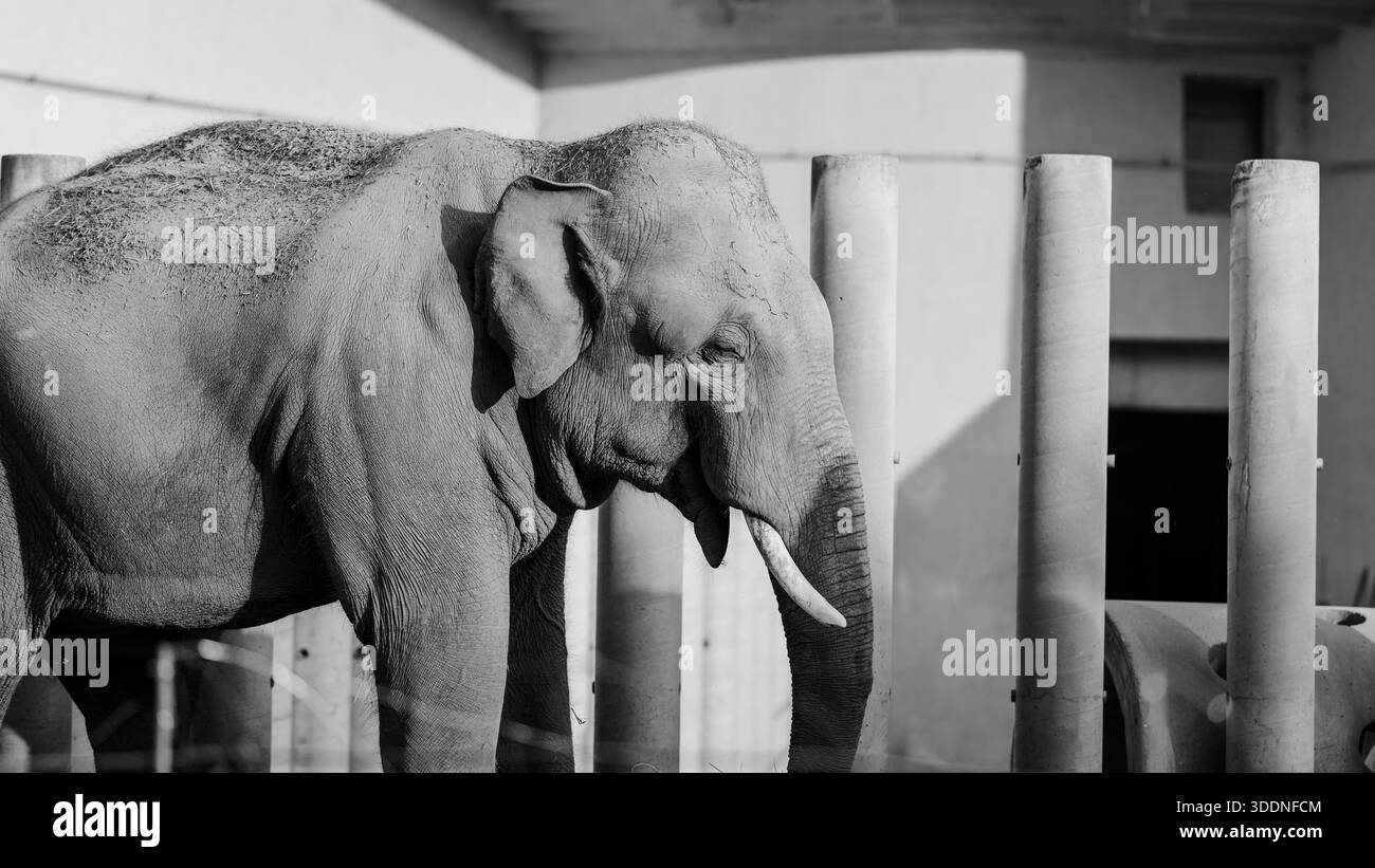 Un primo piano di bellissimi elefanti sullo sfondo architettonico. Una foto in bianco e nero che mette in risalto il carattere di questi bellissimi animali. Foto Stock