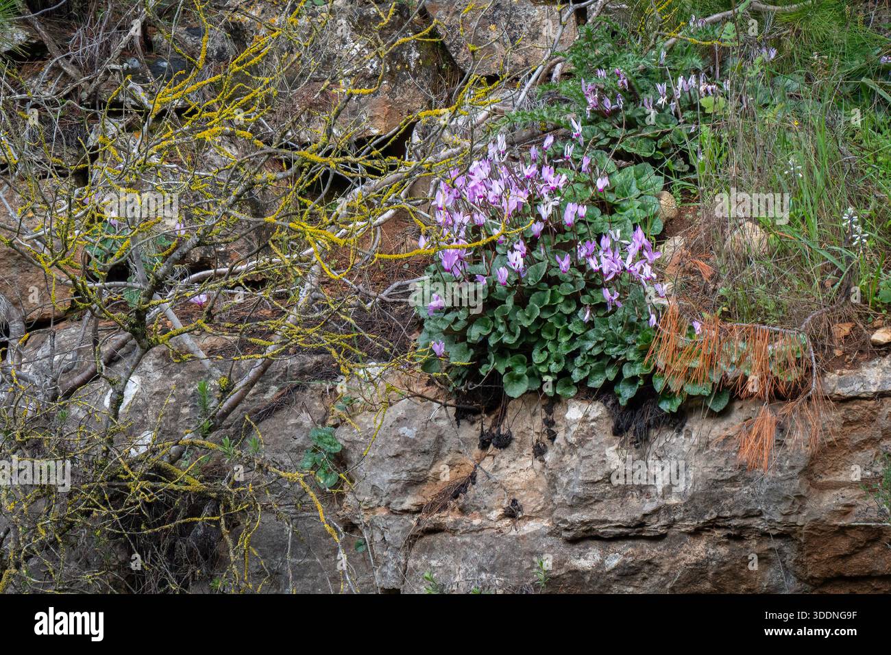Una macchia di ciclamini rosa selvaggi che crescono su un terreno roccioso tra le montagne della Giudea, Israele. Foto Stock