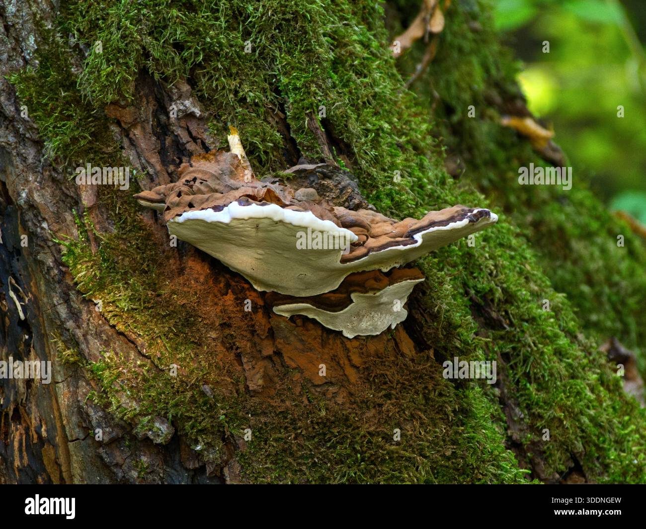 Questo fungo (Ganoderma applanatum) è un patogeno comune che provoca il marciume del legno nelle foreste. È caratterizzato da un br grezzo, solcato e noioso Foto Stock