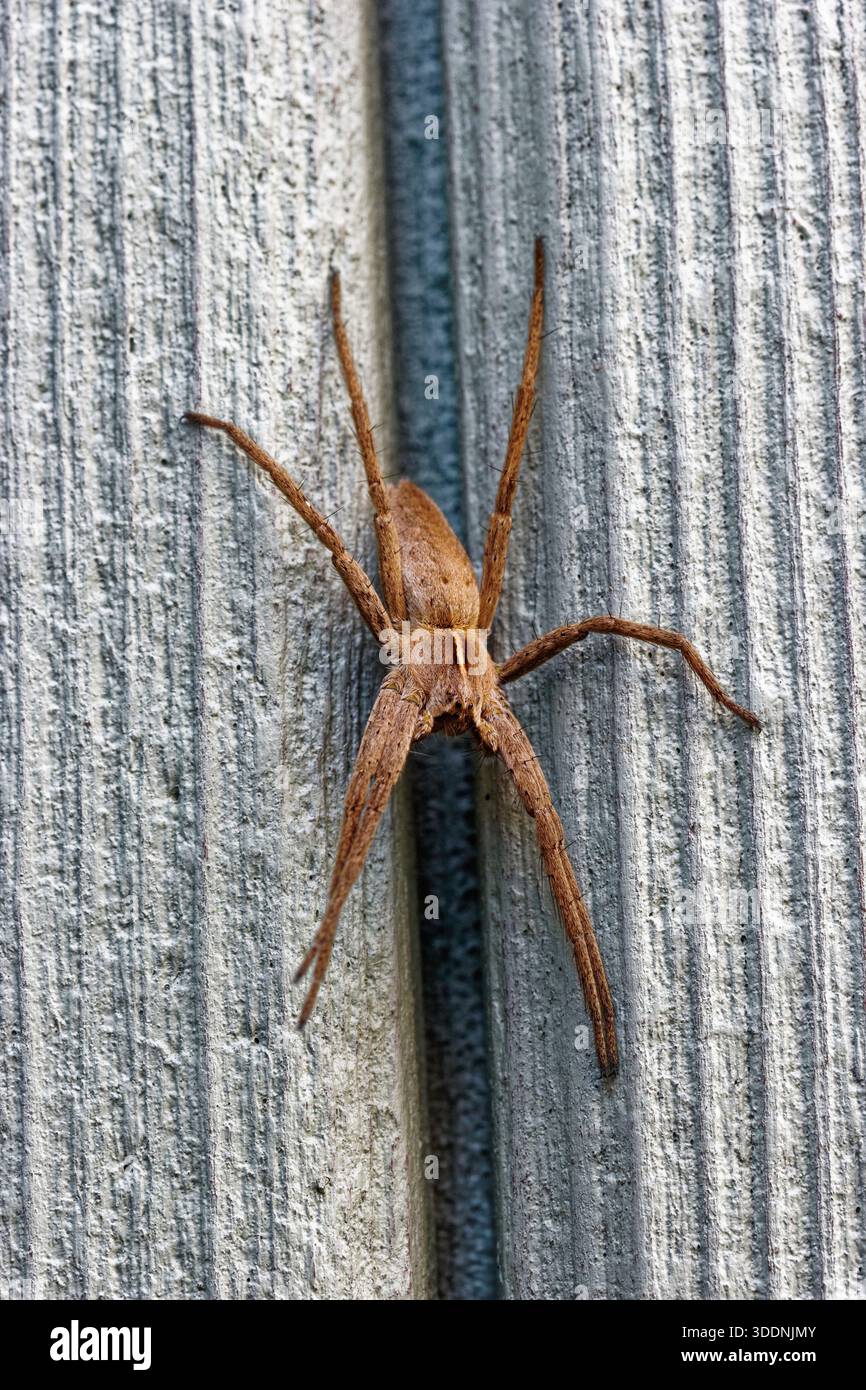 European Nursery Web Spider, Pisaura mirabilis stazionario su capannone di legno nel Northumberland, Regno Unito. Foto Stock