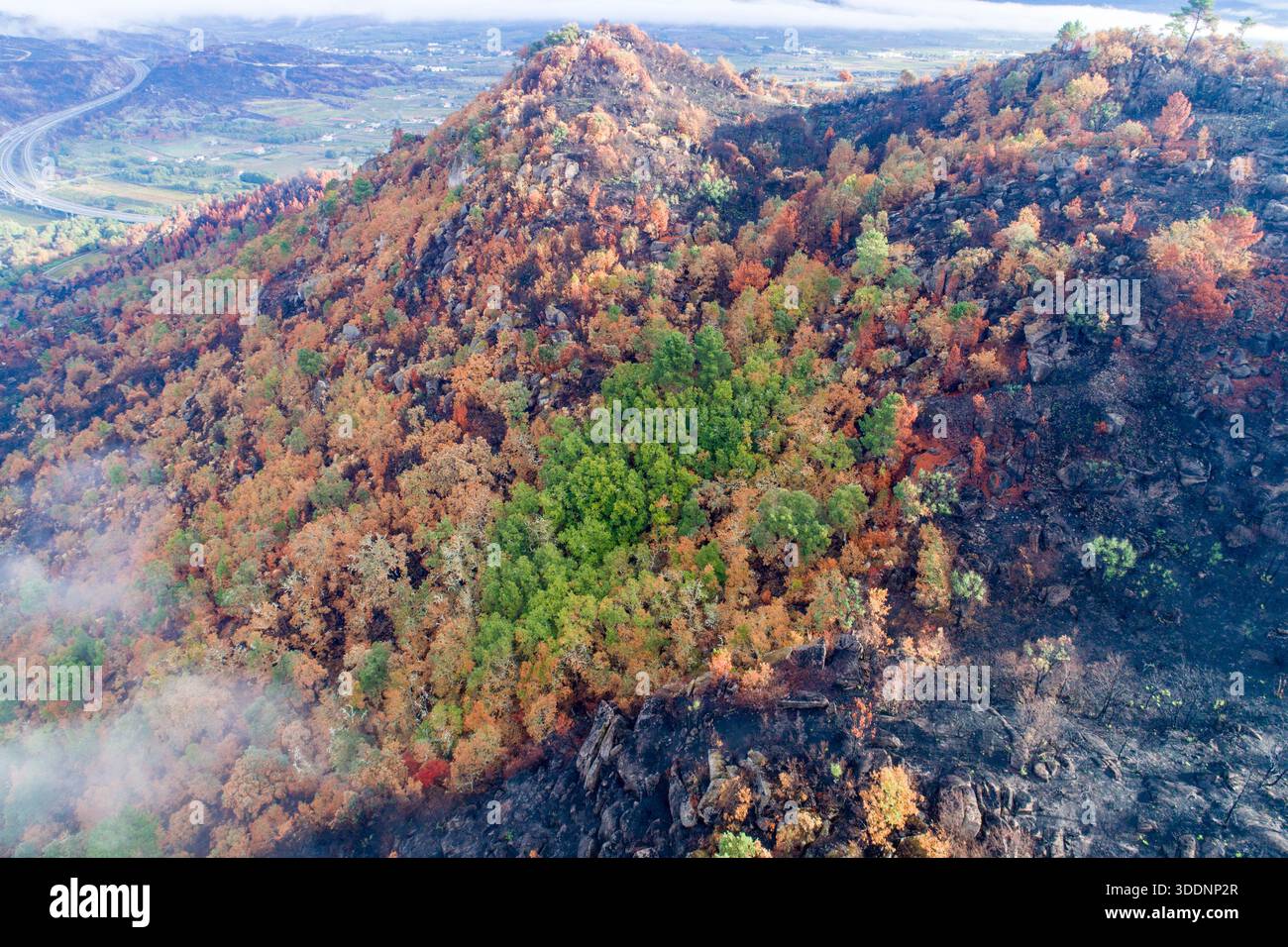 Colpo di droni di una foresta mista che mostra un incendio che danneggia il concetto di cambiamento. Foto Stock